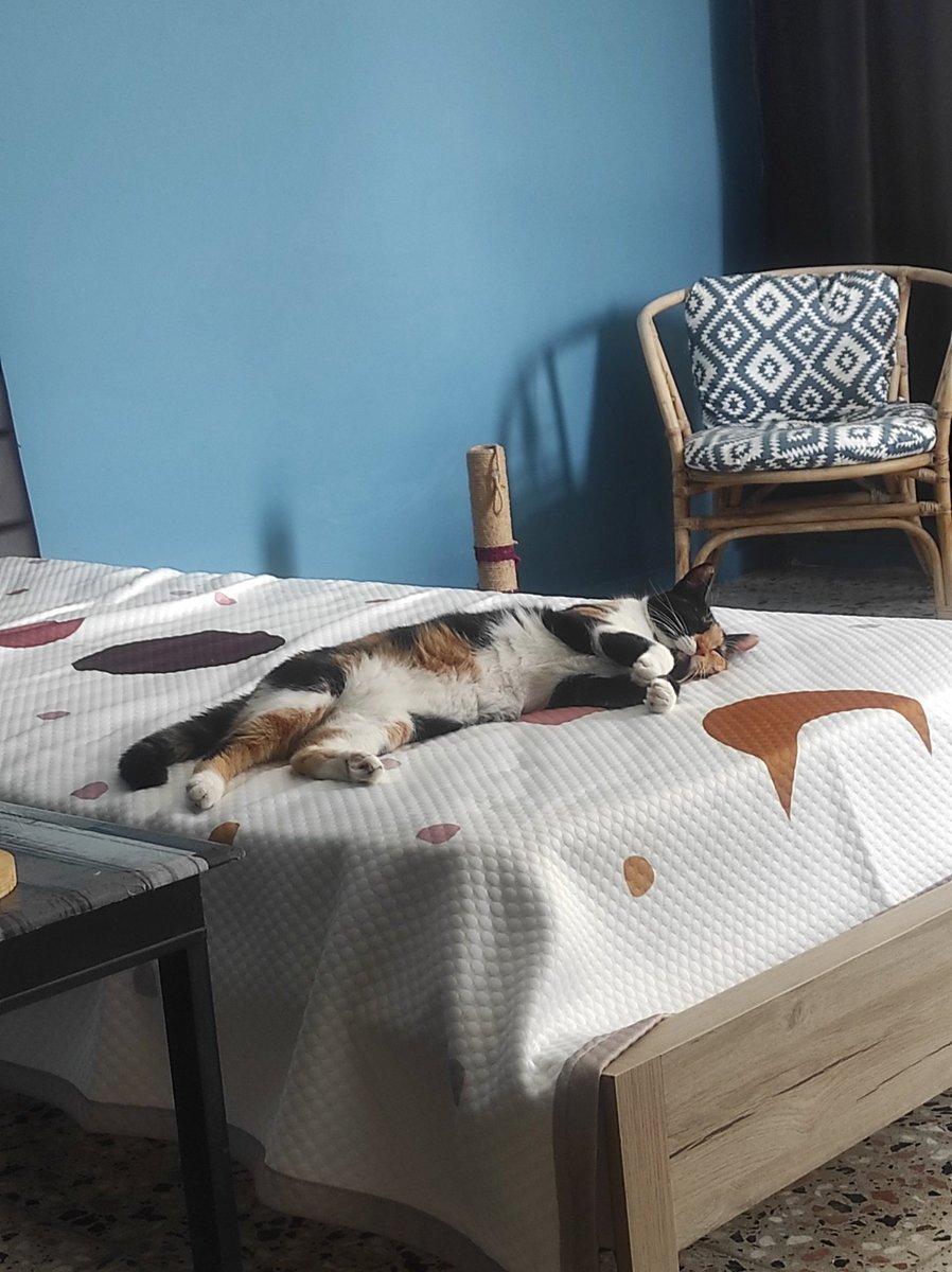 Kedim bayildi sıcaktan