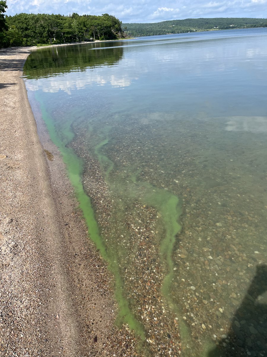 There has been a report of blue-green algae at the following location: Lake Ainslie, Inverness County.

To learn more about blue-green algae and how to stay safe, visit: novascotia.ca/blue-green-alg…