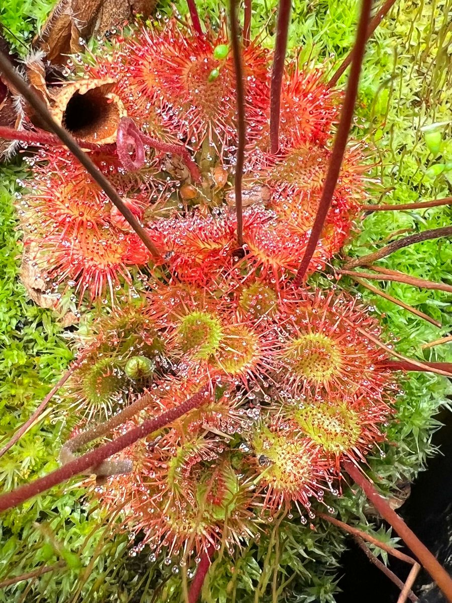geologyBits's tweet image. In Geology ✔️ Mineralogy - Botany
#DroseraOrdensis #CarnivorousPlants #Sundew #Botany

🔁 Unveiling the Carnivorous Marvel: Drosera ordensis

▶️ In the harsh, sun-scorched landscapes of northern Australia, Drosera ordensis thrives as a master predator, luring and trapping prey