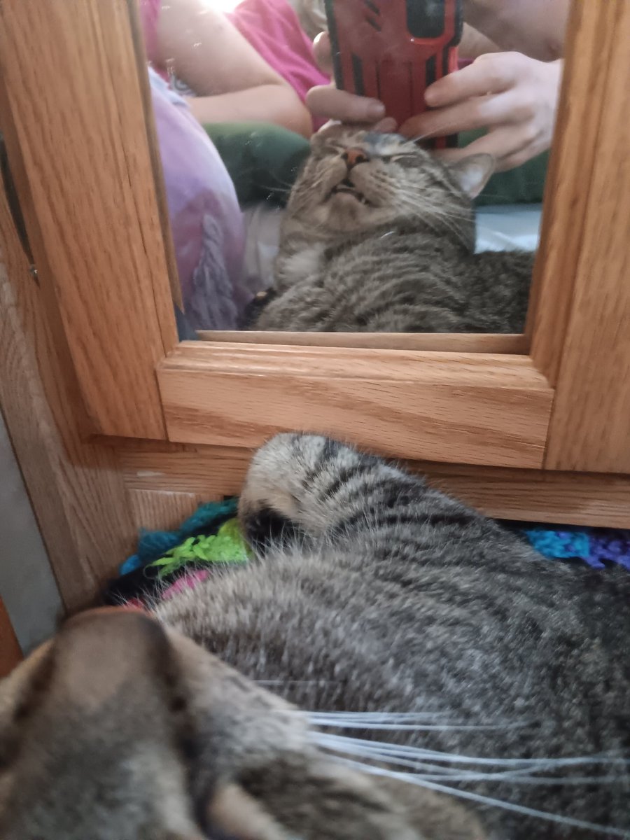 CollinMauleon's tweet photo. My cat :3 https://t.co/7ATwKYAwQJ