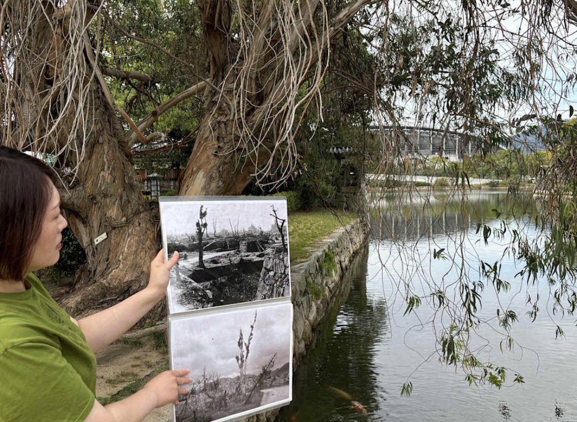 Paul Salopek (@paulsalopek) on Twitter photo “They are witnesses,” arborist Chikara Horiguchi said of the 159 hibakujumoku, or “A-bombed trees” that yet survive in #Hiroshima. “They carry a message we need to hear today.”
But what message, I wonder, since we’re still not listening? <a href="/outofedenwalk/">Out of Eden Walk</a>
outofedenwalk.nationalgeographic.org/trees-of-life/ “They are witnesses,” arborist Chikara Horiguchi said of the 159 hibakujumoku, or “A-bombed trees” that yet survive in #Hiroshima. “They carry a message we need to hear today.”
But what message, I wonder, since we’re still not listening? <a href="/outofedenwalk/">Out of Eden Walk</a>
outofedenwalk.nationalgeographic.org/trees-of-life/