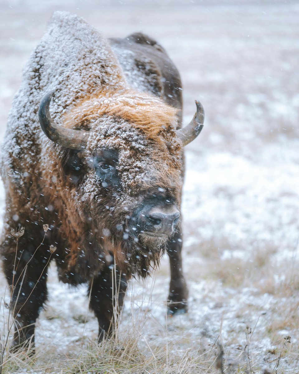 DrDoScienceBlog's tweet image. Red, White, and Bison: Celebrating Freedom and National Bison Month. Learn more about these remarkable animals: lifelinesblog.com/2025/07/04/red…
#animals #science #winter #NationalBisonMonth #independenceday2025