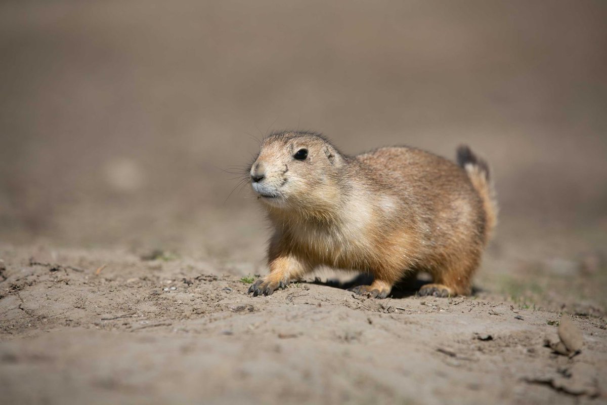 Prairie Dogs are engineers, ecosystem builders and, whether we like them or not, central figures in the story of the Great Plains.

Read "Meet the Prairie Dog" here: brnw.ch/21wTUp8

📝: Monica Macoubrie
📷: Jeff Kurrus