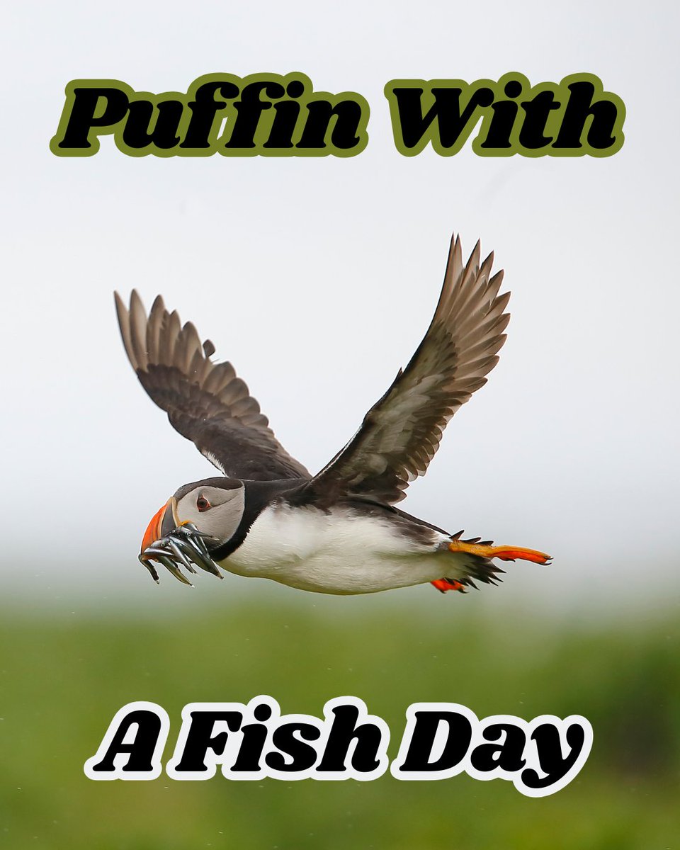 PuffinStoreNJ's tweet photo. 🐟🧡 Happy Puffin with a Fish Day!
Just a lil’ puffin living its best life — fish in beak, vibes on point.
We’re all about good catches and even better sessions. 🐦💨

#PuffinWithAFishDay #PuffinStoreNJ #StayLifted #CatchOfTheDay #HighTidesGoodVibes #NJ #PuffinVibes https://t.co/4MJc60du1w