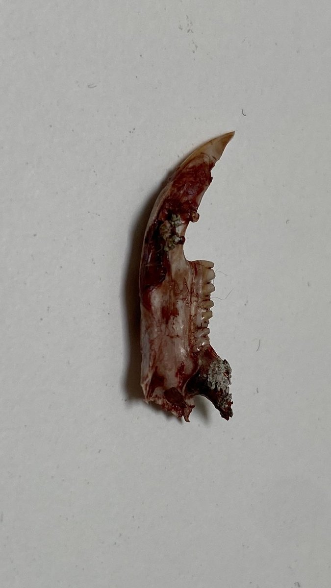 VirtualAstro's tweet image. I&apos;m hoping my good friend @ChrisGPackham can help identify this:

I was busy working earlier, when and object fell onto my desk from the open skylight above.
I was a bit shocked to see it is the jaw from a recently deceased small mammal.

Firstly I was wondering what animal it…