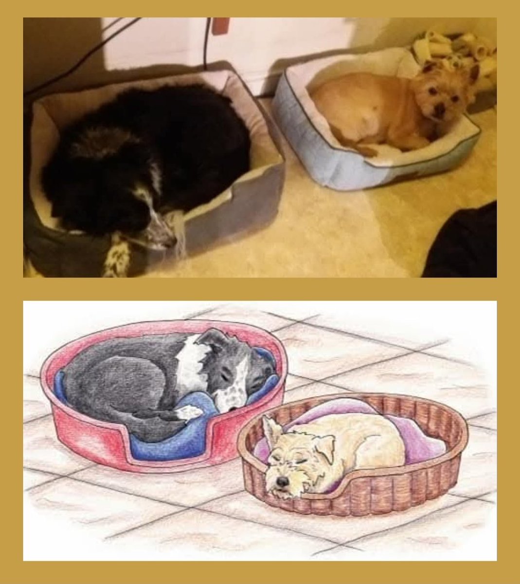 Alex Robins has done a brilliant job illustrating Alfie &amp; Pepper
In the #stories Alfie &amp; Pepper start &amp; end in their beds. Just a gentle hint to young #children, that being in their own beds is a really good thing 😁💤 Free #videos on our website 👇🐾
sianlewin.com