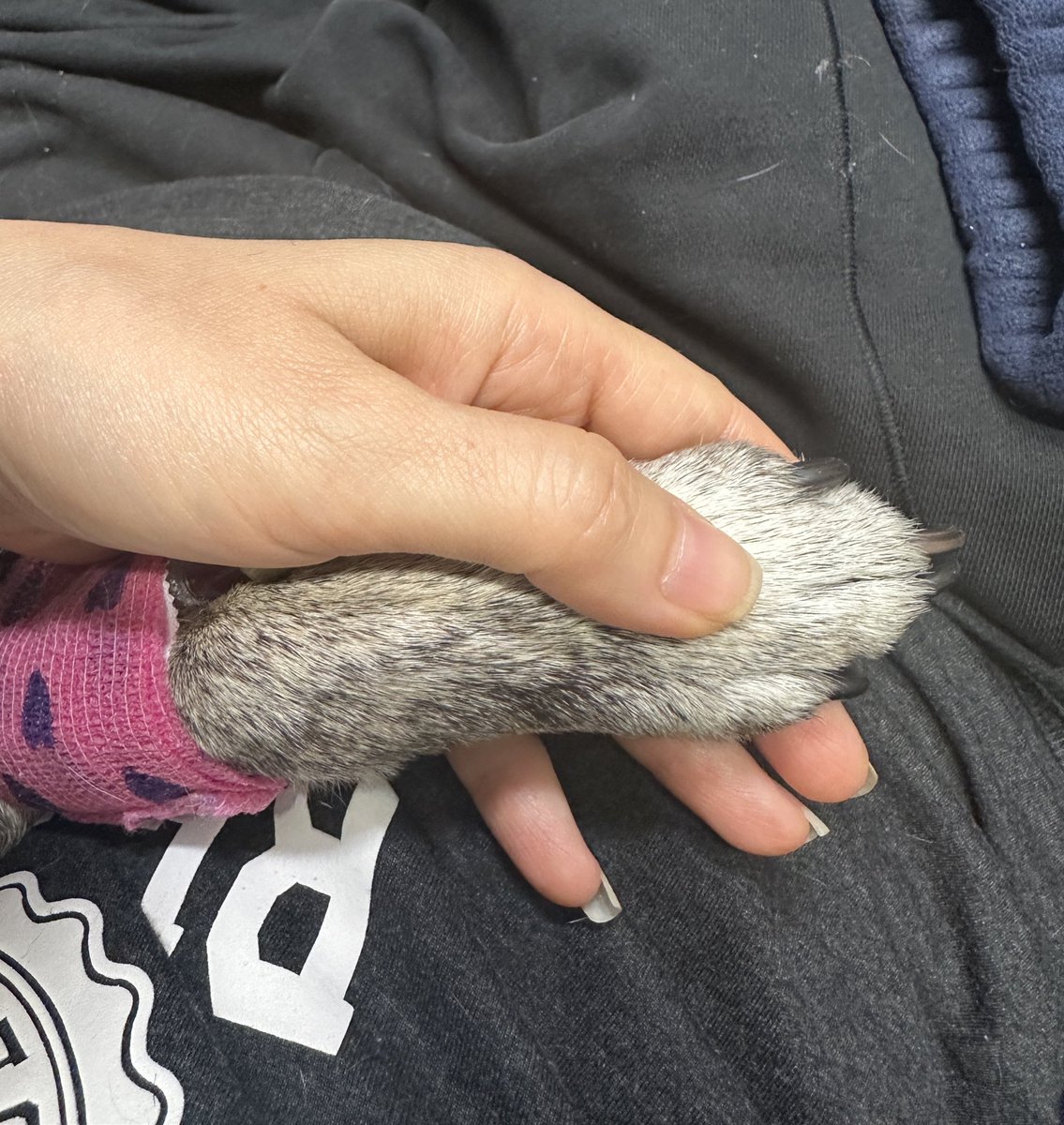 Saying goodbye to my saviour. My light. My angel that brought me 13 years of happiness. I love you Zelda. We will be together again someday. You fought hard girl. 

I’m terrified and don’t know life without her in this moment. I feel so sick. She is my world.😭😭 FUCK CANCER