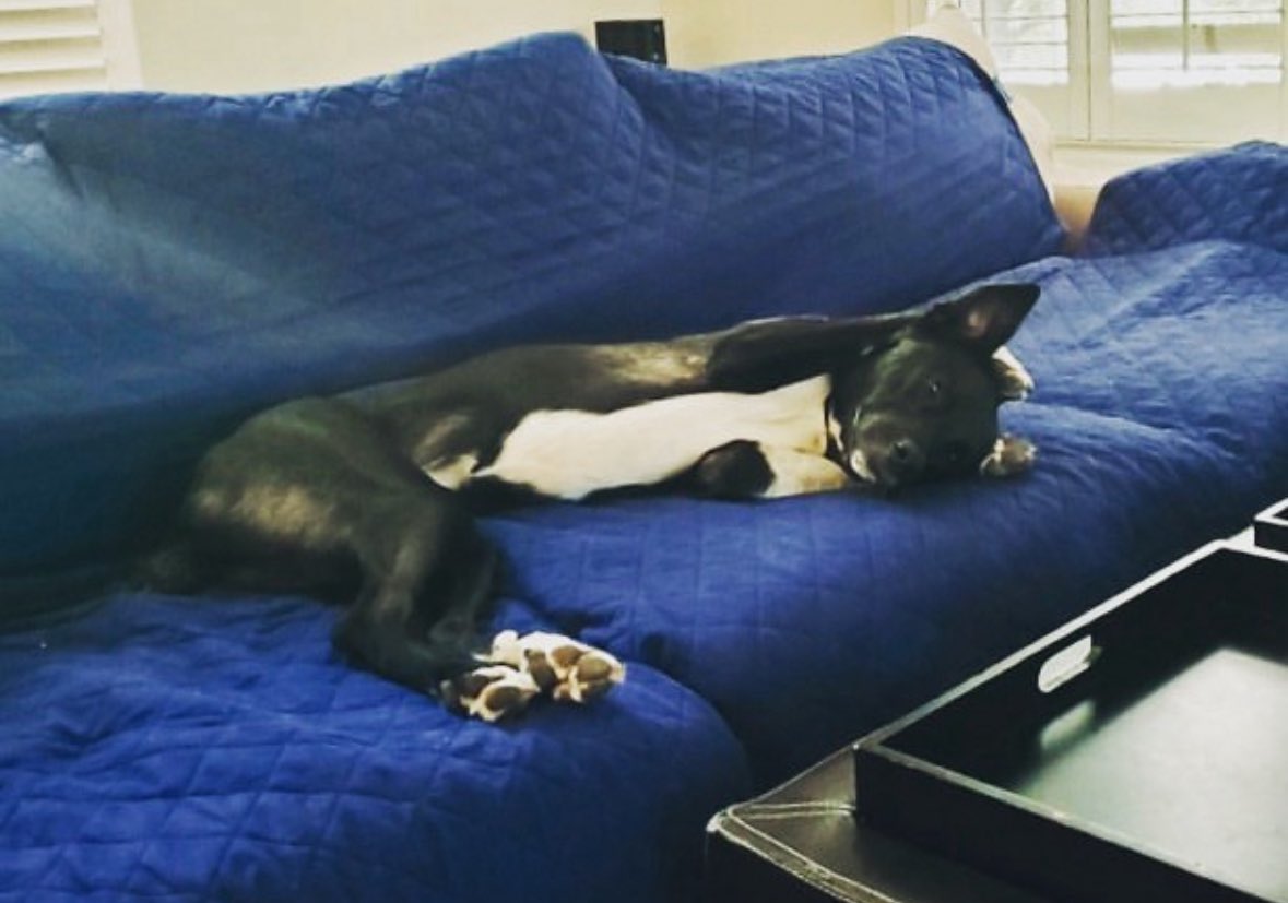 Happy 4th of July from our family to yours 🎆🎇 Puppy Penelope is hoping for quiet fireworks this weekend🤣😆