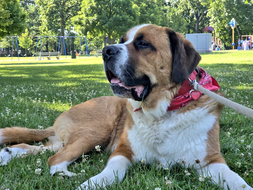 JohnPaulDanko's tweet image. Well, at least we made it to a shady spot at the park this morning...