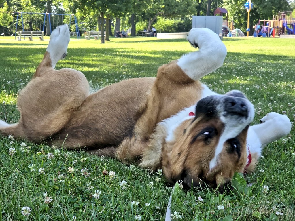 JohnPaulDanko's tweet image. Well, at least we made it to a shady spot at the park this morning...