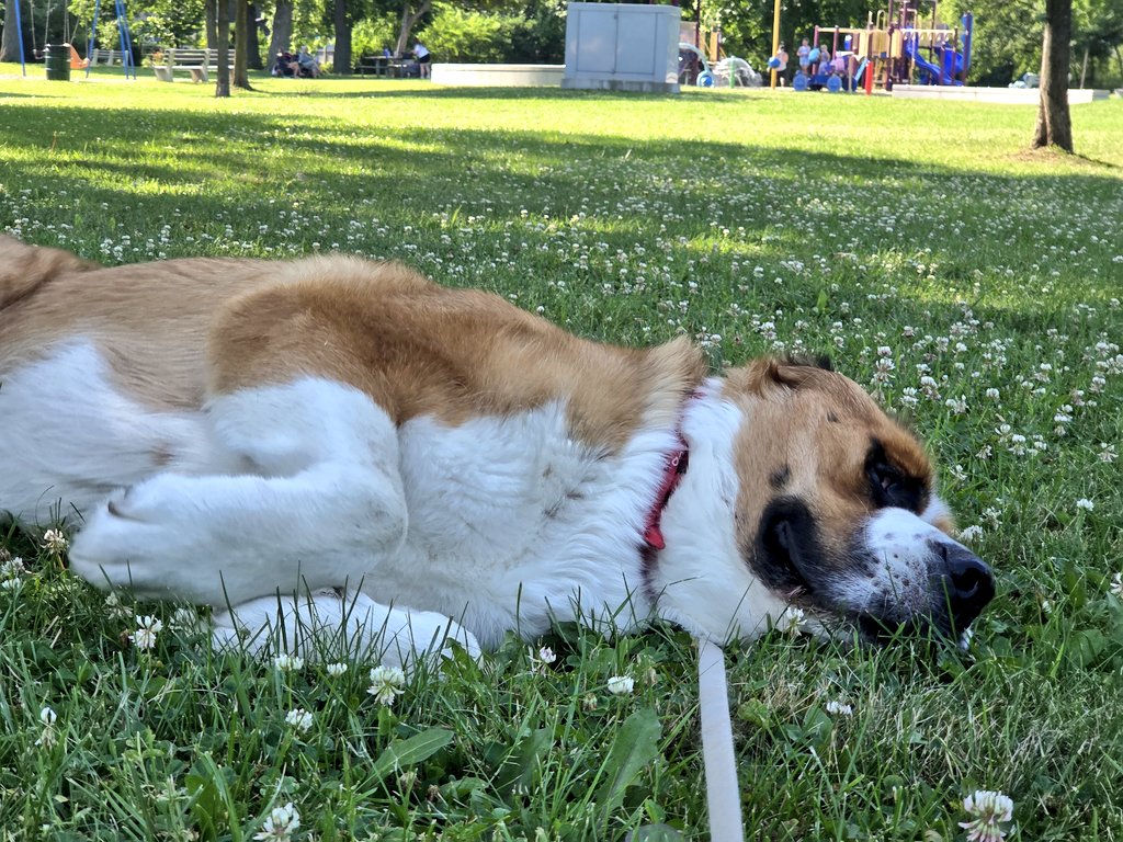 JohnPaulDanko's tweet image. Well, at least we made it to a shady spot at the park this morning...