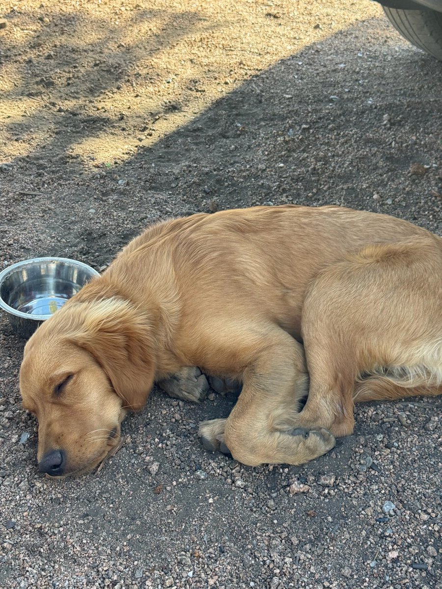 TheOSUBuckeye09's tweet image. Sometimes you just need that midday nap when exploring. #goldenretriever #goldenpup #goldenadventure #camping