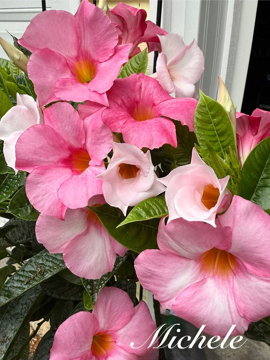 gingerartist1's tweet image. The mandevilla plants are all doing great! π€πΈ Happy Friday to all! πππ»ββοΈ #PinkFriday #flowers #garden #GardeningX #GardeningTwitter #mygarden #gardening #FlowersOnFriday #FlowersOnX #flowerpictures #NatureBeauty