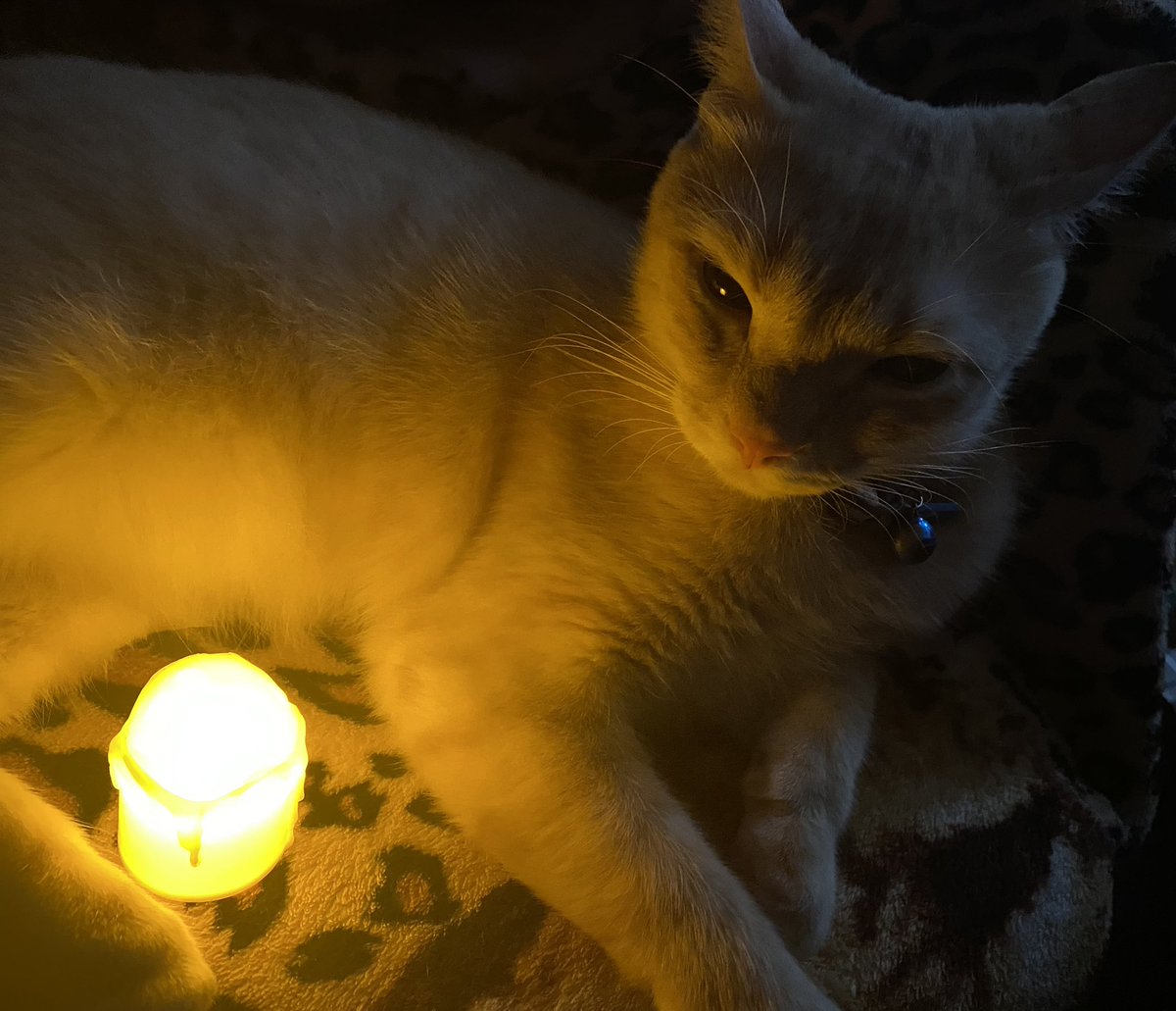 Little paws, big memories. July 2021 Simba &amp; Tota 😺🐾