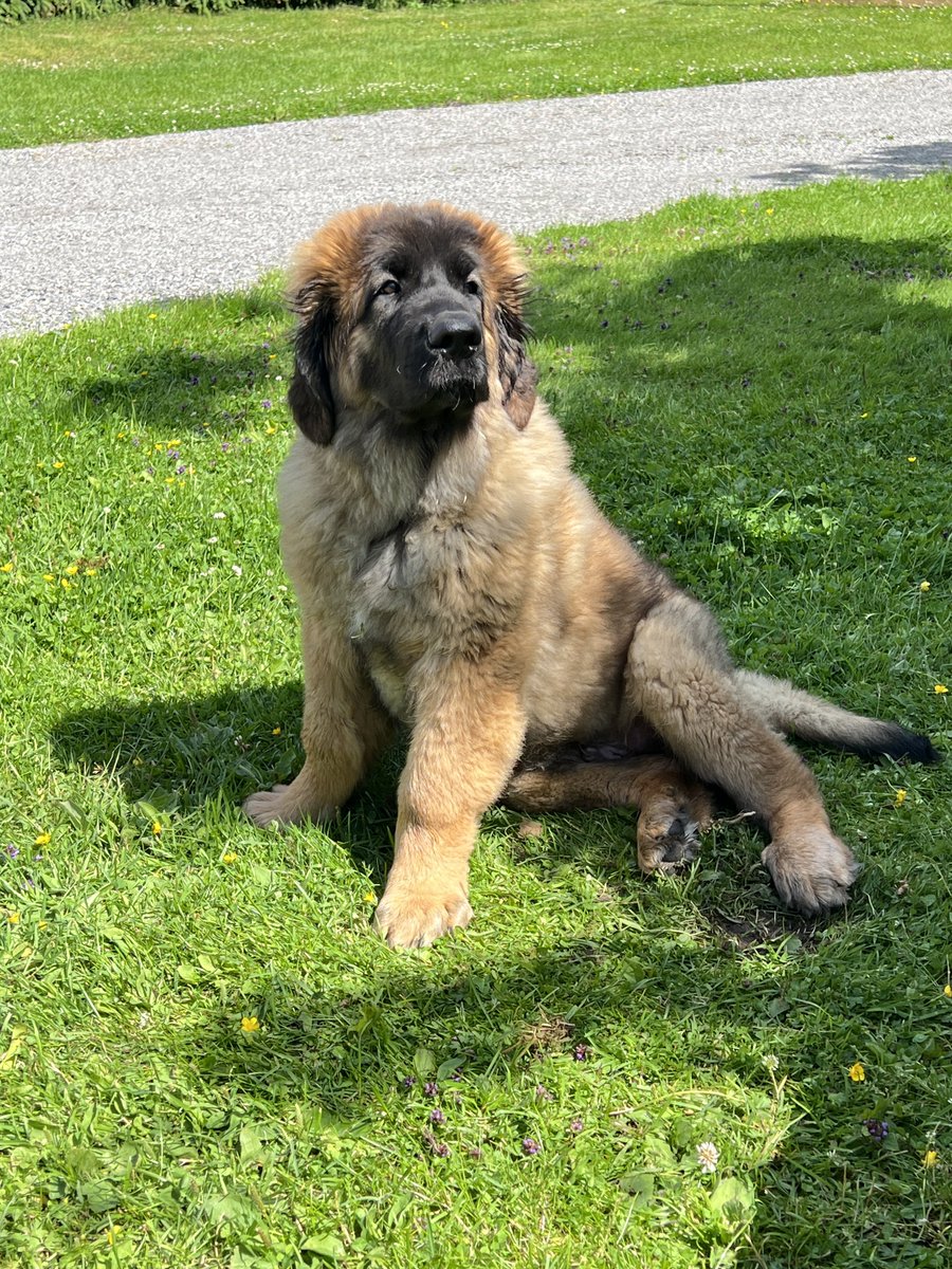 Masin hoitoa tänään🥰. 
Vasemmalla kuva 7vkoa ja tänään 14vkoa. 
Poika kasvaa ja komistuu😍🥰!

#leonberginkoira #pentu