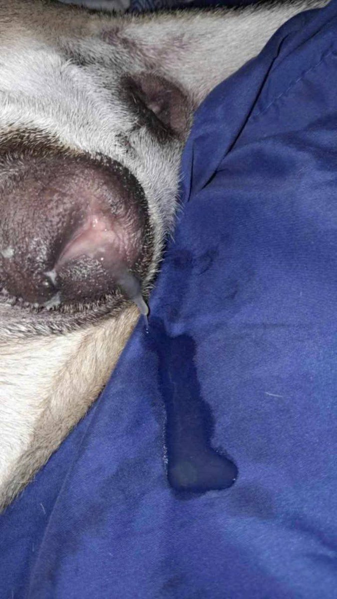 หมดแรง🖕🐕💦 #ความรู้สึกของวันนี้ #แนวน้องBOBO