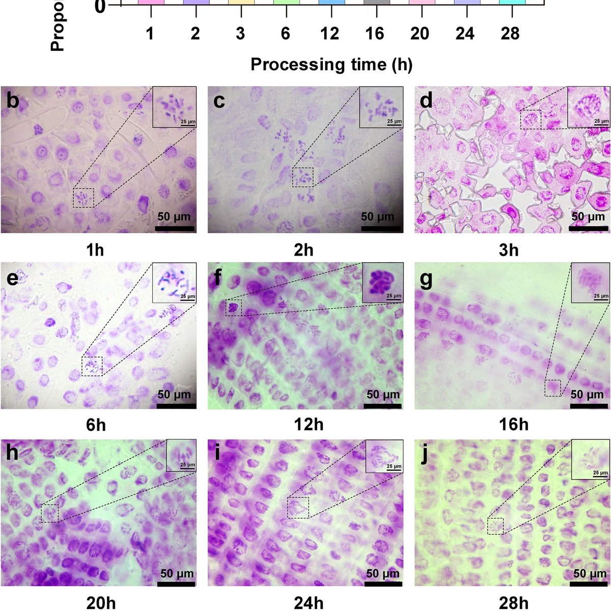 Comparative evaluation of maize chromosome pretreatment using cold water and 8-hydroxyquinoline. 

Hou, L., Su, Y., Li, S. et al. Planta 262, 7 (2025).
➡️rdcu.be/euQ4i