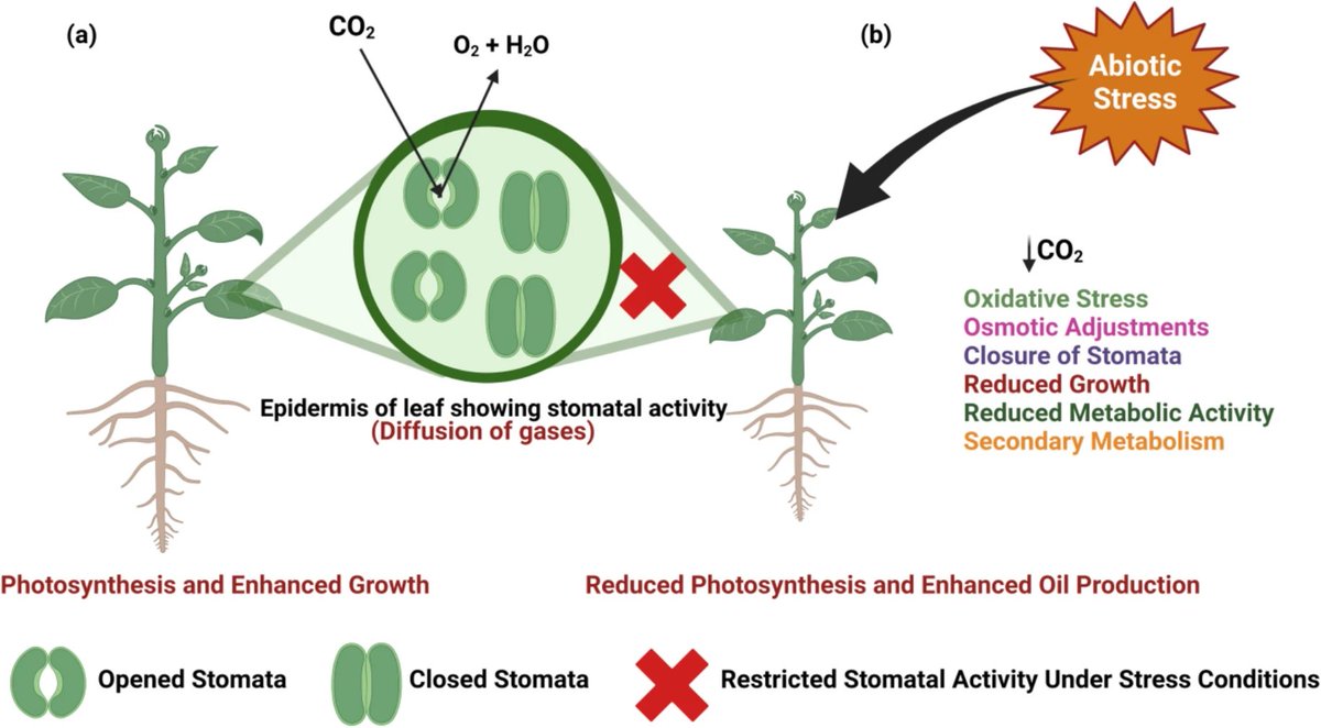 Unlocking the potential of essential oils in aromatic plants: a guide to recovery, modern innovations, regulation and AI integration. 

Nayak, S., Hegde, R.B., Rao, A.S. et al. Planta 262, 6 (2025).
➡️rdcu.be/euQ3T