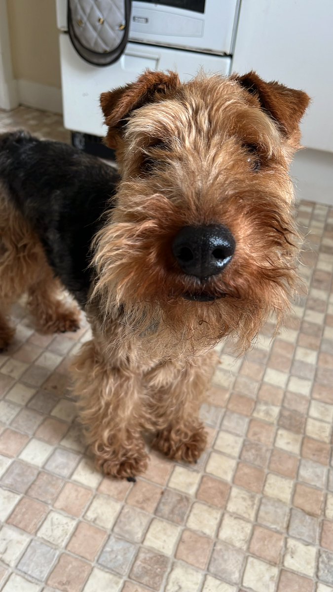Bolhaus Terriers (@chukkabennett) on Twitter photo Now then pals, are you sitting comfortably? Then I’ll begin… My litter brother Brewster’s mam is the very splendid author <a href="/sophiehannahCB1/">Sophie Hannah</a> - she has a very exciting competition for everyone, and a NEW book featuring Welshies!!! Click this link: bolhaus.com/competition-ti… Now then pals, are you sitting comfortably? Then I’ll begin… My litter brother Brewster’s mam is the very splendid author <a href="/sophiehannahCB1/">Sophie Hannah</a> - she has a very exciting competition for everyone, and a NEW book featuring Welshies!!! Click this link: bolhaus.com/competition-ti…