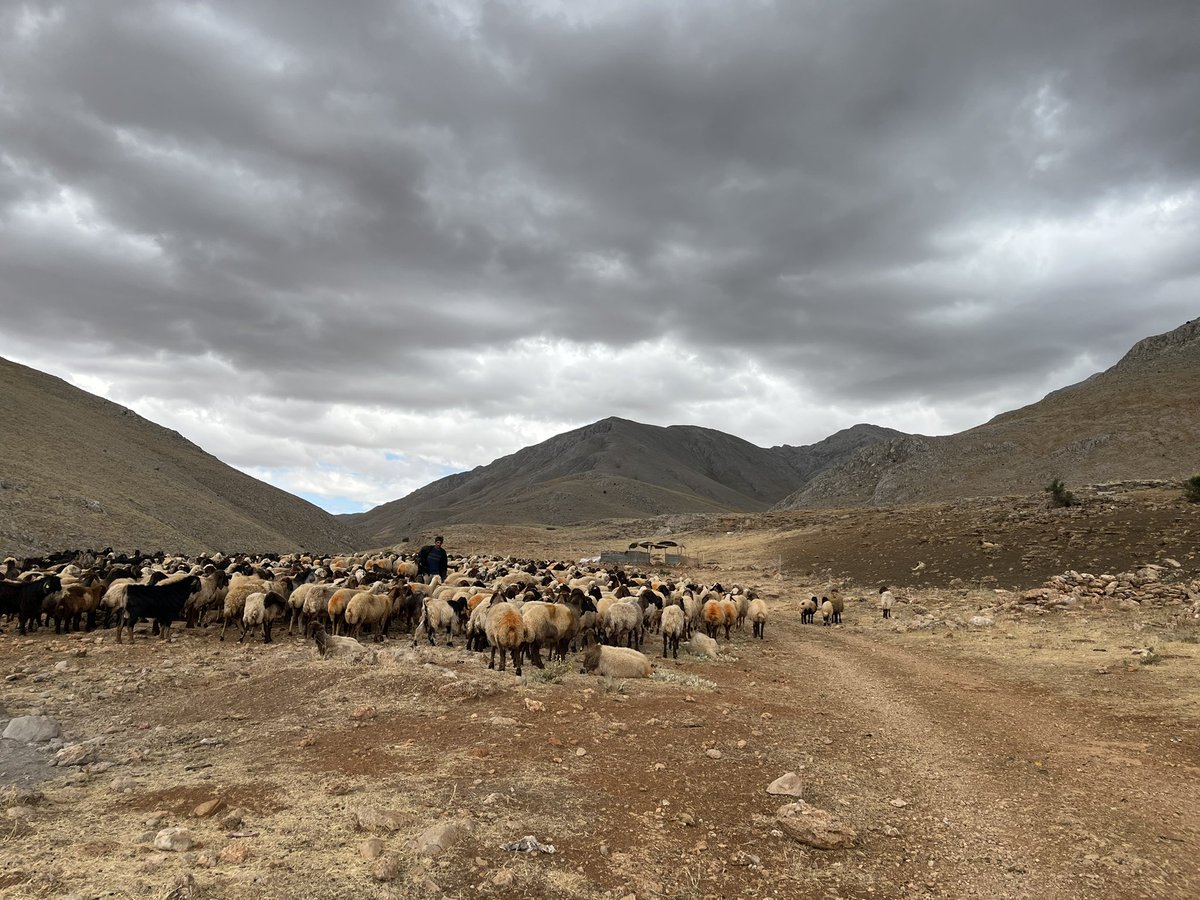 トルコ南東部、クルディスタンの山岳地帯を回っています。トルコにおけるクルド人の立ち位置、そして「差別」の構造が、人々の切実な言葉と山あいの風景の中から浮かび上がってきたように思います。