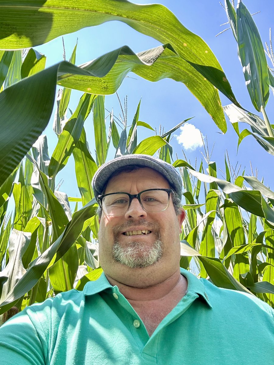 Dean Todd Winters did his annual check, and again the corn is Sky high on the 4th of July at the 650-acre UT Martin Teaching Farm Complex.  utm.edu. Cultivating Futures!  #SkyhawkSummer