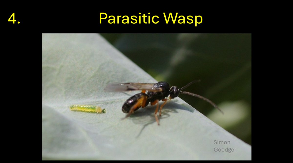 Simon Goodger (@goodgersimon) on Twitter photo Which pest predators are correctly labelled?
<a href="/ssmshah/">Dr. Syed Shah</a> <a href="/reglimagrain/">Ron Granger</a> <a href="/JadePrinceAg/">Jade Prince</a> <a href="/11smay/">Steve May</a> <a href="/KellyHewsonF/">Kelly Hewson-Fisher</a> <a href="/farmer_richardT/">Richard Tomlinson</a> <a href="/DavidCraigFarm/">David Craig</a> <a href="/naked_barley/">Edward Dickin</a> <a href="/stowgatefarm/">James Johnson</a> <a href="/OatNewsletter/">Oat Newsletter</a> <a href="/BarleyPlanet/">BarleyPlanet</a> <a href="/cropwalkerchris/">Chris Taylor</a> <a href="/thatsoilguy/">Nick Chichester-Miles</a> <a href="/angela_huckle/">Angela Huckle</a> <a href="/farmer_bernd/">Bernd Ipsen</a> <a href="/hankoblok/">Hanko Blok</a> <a href="/wessexagronomy/">Dan Dines</a> Which pest predators are correctly labelled?
<a href="/ssmshah/">Dr. Syed Shah</a> <a href="/reglimagrain/">Ron Granger</a> <a href="/JadePrinceAg/">Jade Prince</a> <a href="/11smay/">Steve May</a> <a href="/KellyHewsonF/">Kelly Hewson-Fisher</a> <a href="/farmer_richardT/">Richard Tomlinson</a> <a href="/DavidCraigFarm/">David Craig</a> <a href="/naked_barley/">Edward Dickin</a> <a href="/stowgatefarm/">James Johnson</a> <a href="/OatNewsletter/">Oat Newsletter</a> <a href="/BarleyPlanet/">BarleyPlanet</a> <a href="/cropwalkerchris/">Chris Taylor</a> <a href="/thatsoilguy/">Nick Chichester-Miles</a> <a href="/angela_huckle/">Angela Huckle</a> <a href="/farmer_bernd/">Bernd Ipsen</a> <a href="/hankoblok/">Hanko Blok</a> <a href="/wessexagronomy/">Dan Dines</a>