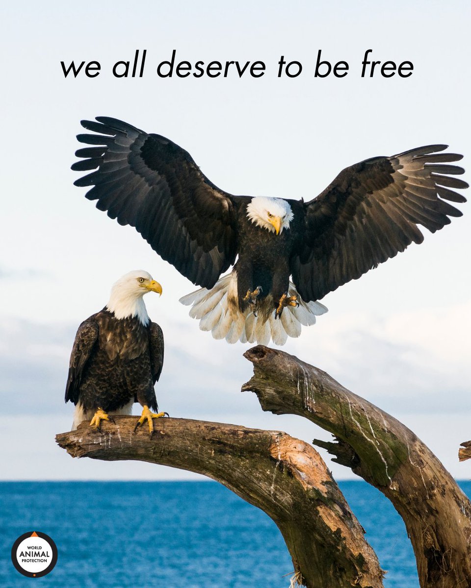 freedom should belong to everyone 🧡 #4thOfJuly