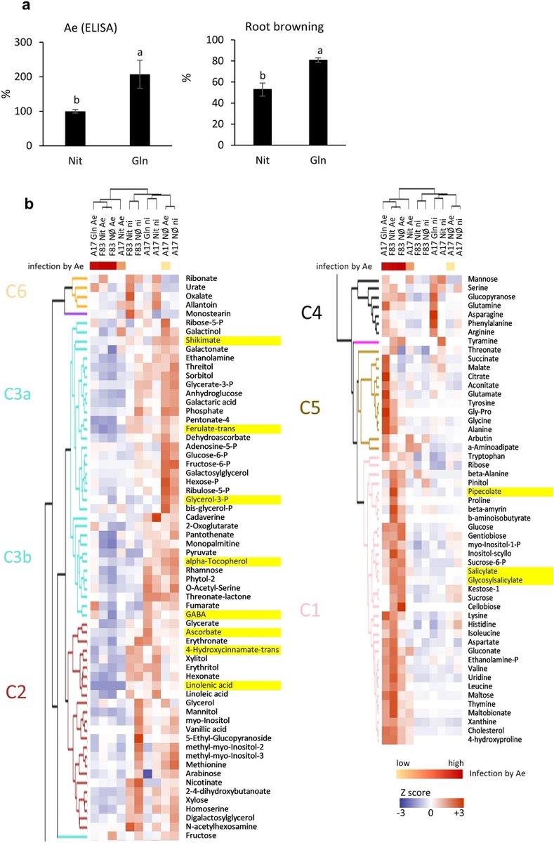 Pathogen-induced root glutamine concentration is a determinant of the outcome of the Medicago truncatula-Aphanomyces euteiches interaction. 

Truong, HN., Fournier, C., Pateyron, S. et al. Planta 262, 8 (2025).
➡️rdcu.be/euQ5x