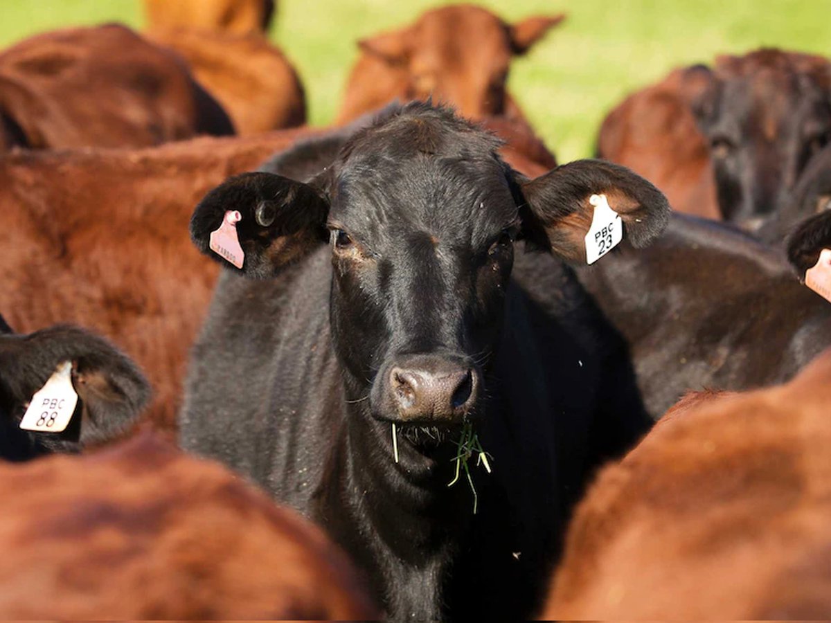 Foot and Mouth Disease Contained in Limpopo after intensified efforts by veterinary services were successful in containing the spread. megaartists.co.za/foot-and-mouth…