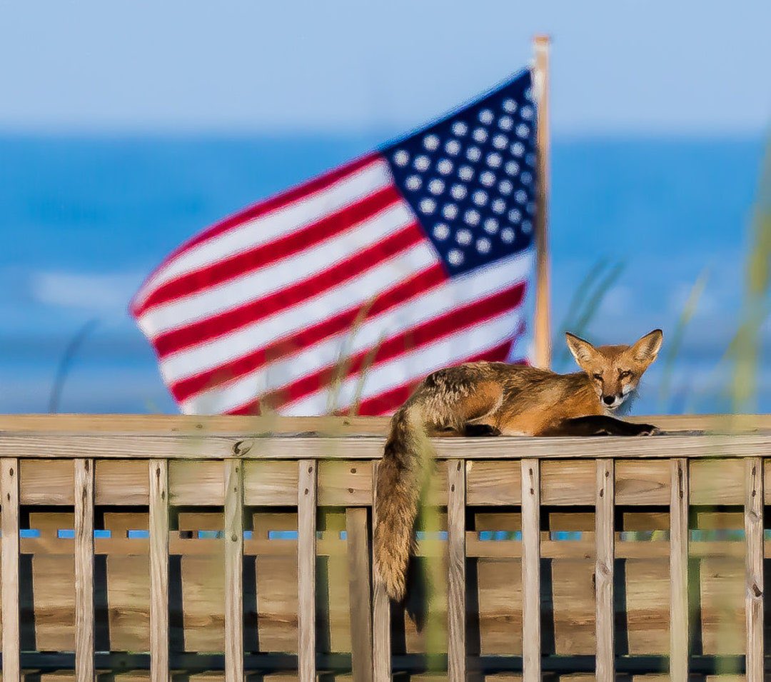 Captain_loggie's tweet image. Happy Independence Day and happy fox Friday