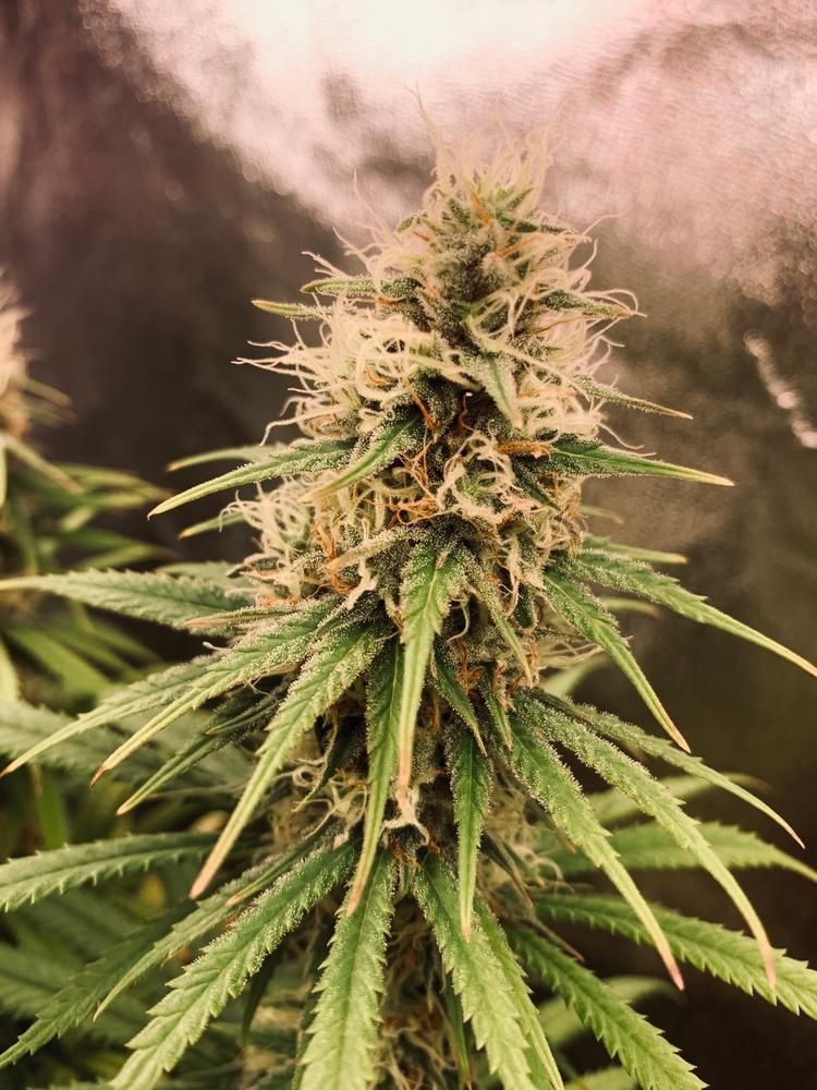 First time growing New York diesel about seven weeks into flowering plant is looking pretty good 🪙 Saving code: CANAKUSH🪙

 buff.ly/ZslX7BG