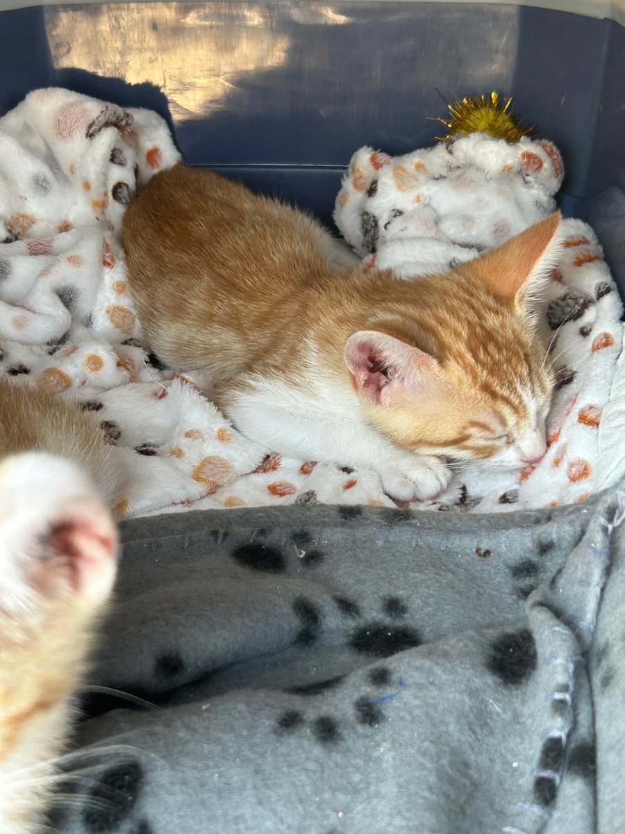 Nei Nei 🐱 De la colonia (@neinei_art) on Twitter photo Fideo y Garbanzo
Ahora Monet y Van Gogh
Ya son felices en su nuevo hogar con su familia maravillosa ♥️
Gracias <a href="/afelinaroman/">Asociación Felina de Romangordo</a> por sacarles de la calle y a Marina y Lucas por darles una nueva vida Fideo y Garbanzo
Ahora Monet y Van Gogh
Ya son felices en su nuevo hogar con su familia maravillosa ♥️
Gracias <a href="/afelinaroman/">Asociación Felina de Romangordo</a> por sacarles de la calle y a Marina y Lucas por darles una nueva vida