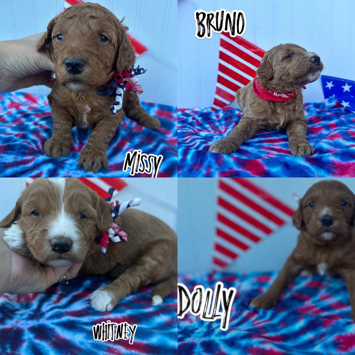 Happy 4th everyone! 🎆Can’t believe these cute pups are already 3 weeks old! These F1BB mini golden doodles will be ready to go to their new forever home in mid August!