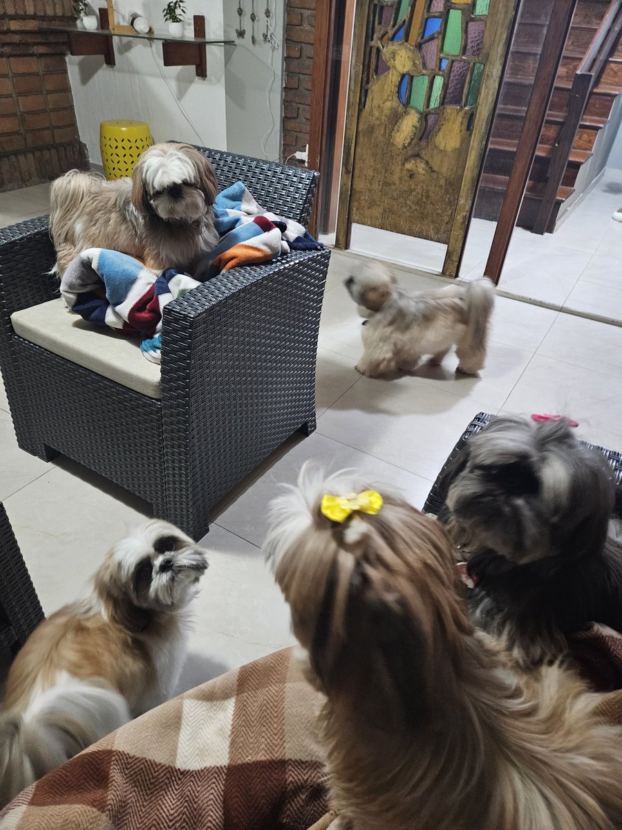 Ontem eu tava no paraíso dos doguinhos e posso provar: