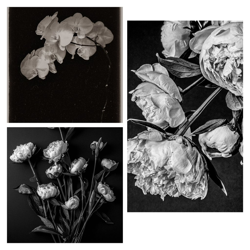 Have a wonderful Flowers on Friday!

Share your beauties!

objkt.com/users/tz1X8KHz…
