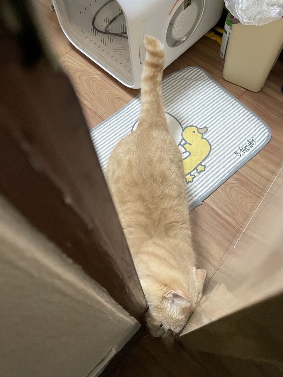 แม่ส่งมาว่าเมื่อคืนป้องมาเคาะประตูเรียก คือปกติเค้าไม่ได้นอนแบบไม่มีคนอยู่ด้วยอะ 😭 พอแม่ไม่อยู่ก็ไปขอนอนกับยาย