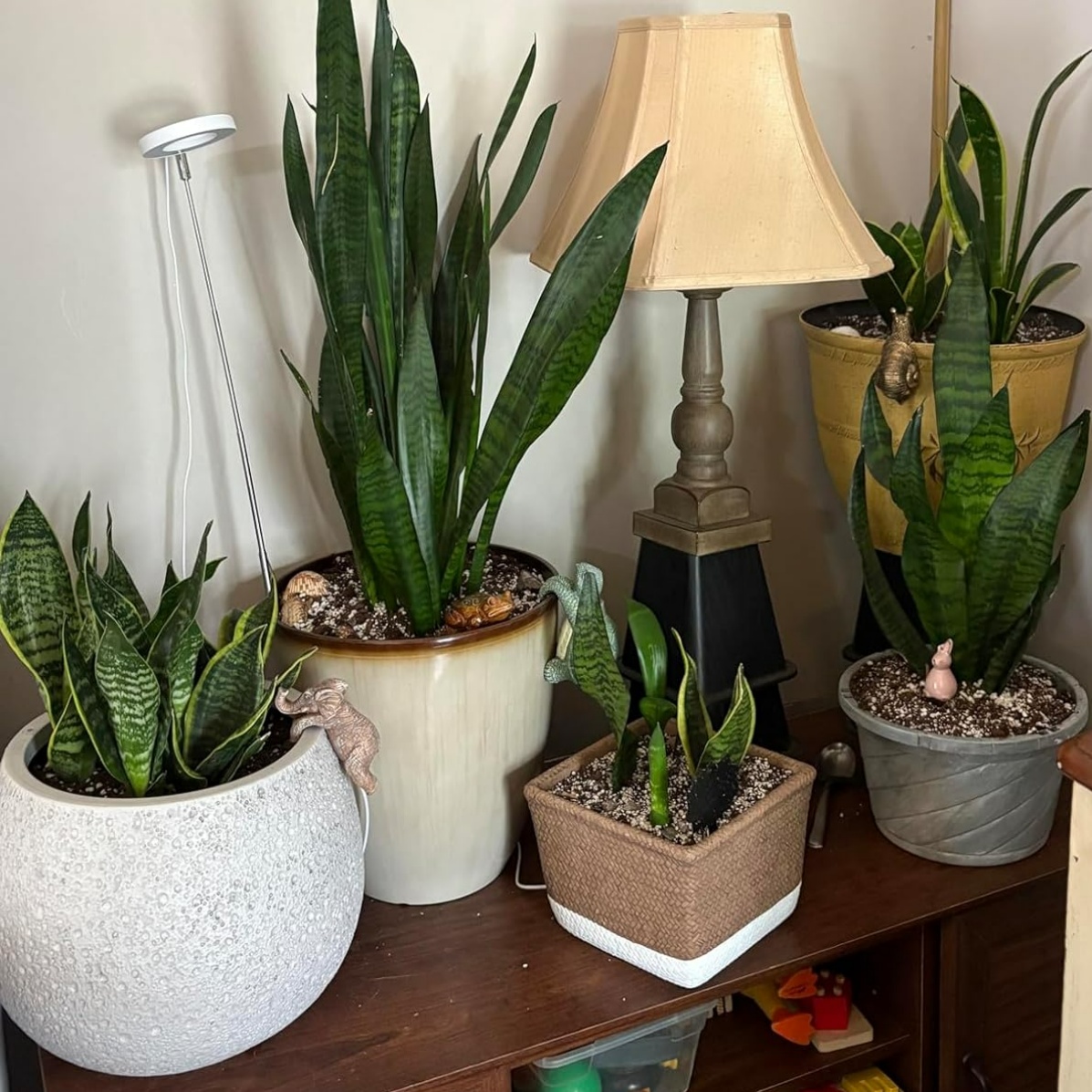 🧨Explosive Testimonial from a Fresh Grower!!🧨

Amy Chauncey: "Your plants will LOVE it!"
"My plants seem to love it. I've ordered twice now and plants and I have been pleased."
 
#Plant #Rootgrowth #Dynomyco #Growyourown #Livingsoil #Rootsystems #Growers #Gardening