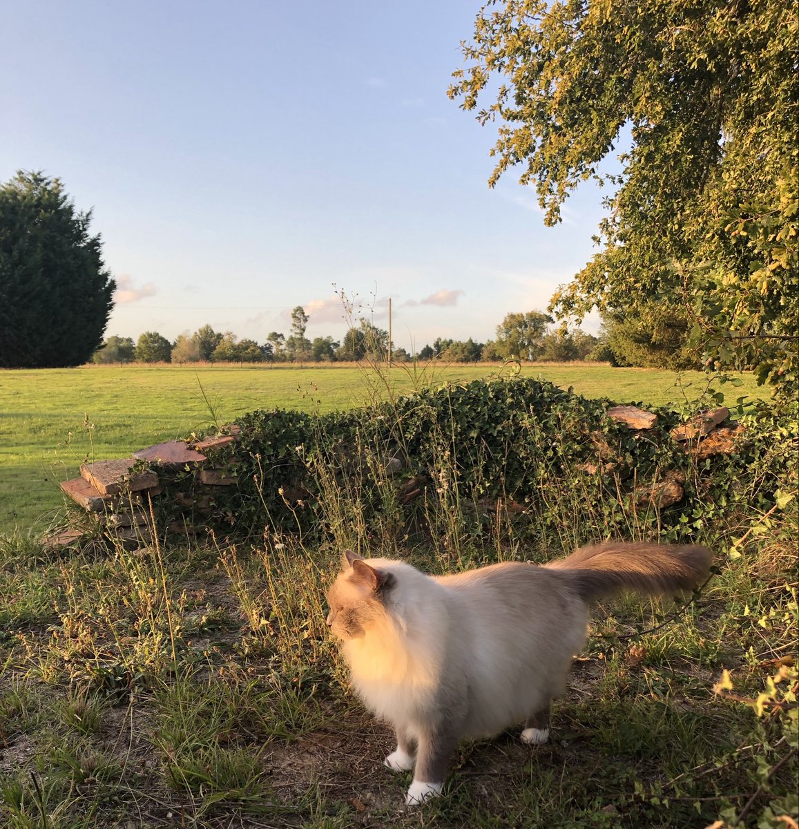 Pour le #FelinFriday j’aurais bien apprécié que le soleil chauffe un peu moins. Trop c’est trop ! Tu crois qu’on peut demander de baisser le thermostat de ce four @JamaiMaurice ?