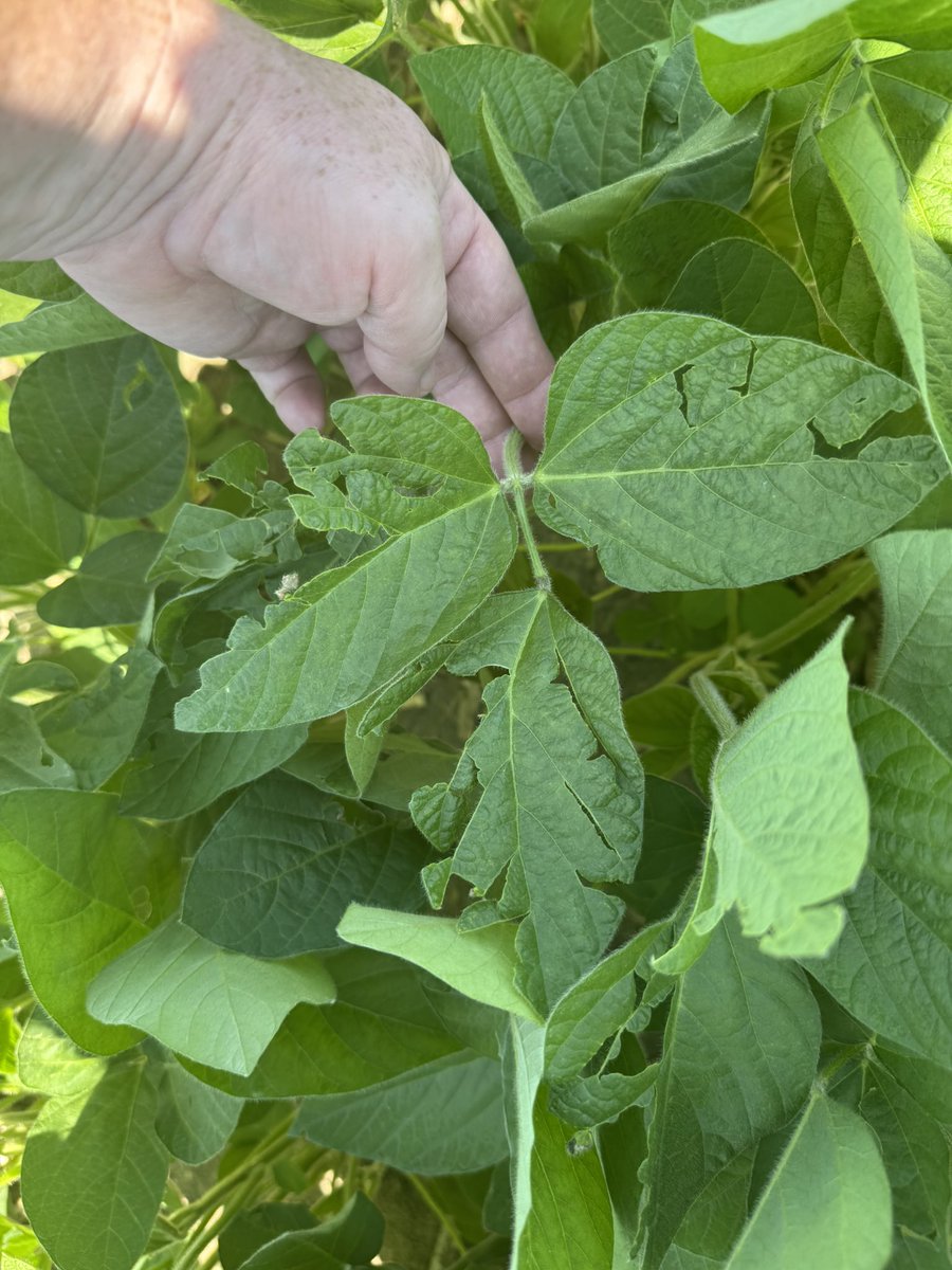 Mark McLean tweet media