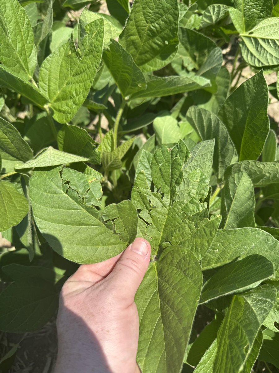 Mark McLean tweet media