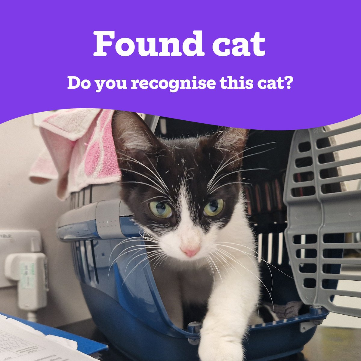 Warrington Cat Centre (@catswarrington) on Twitter photo 📣Stray Cat 📣
We're appealing for information regarding this female cat that was found in the L14 area of Liverpool🐱
Unfortunately, no microchip was found
If you believe this is your cat, please do get in contact 📧
03000 12 06 12 or enquiries@warrington.cats.org.uk
Thank you 📣Stray Cat 📣
We're appealing for information regarding this female cat that was found in the L14 area of Liverpool🐱
Unfortunately, no microchip was found
If you believe this is your cat, please do get in contact 📧
03000 12 06 12 or enquiries@warrington.cats.org.uk
Thank you