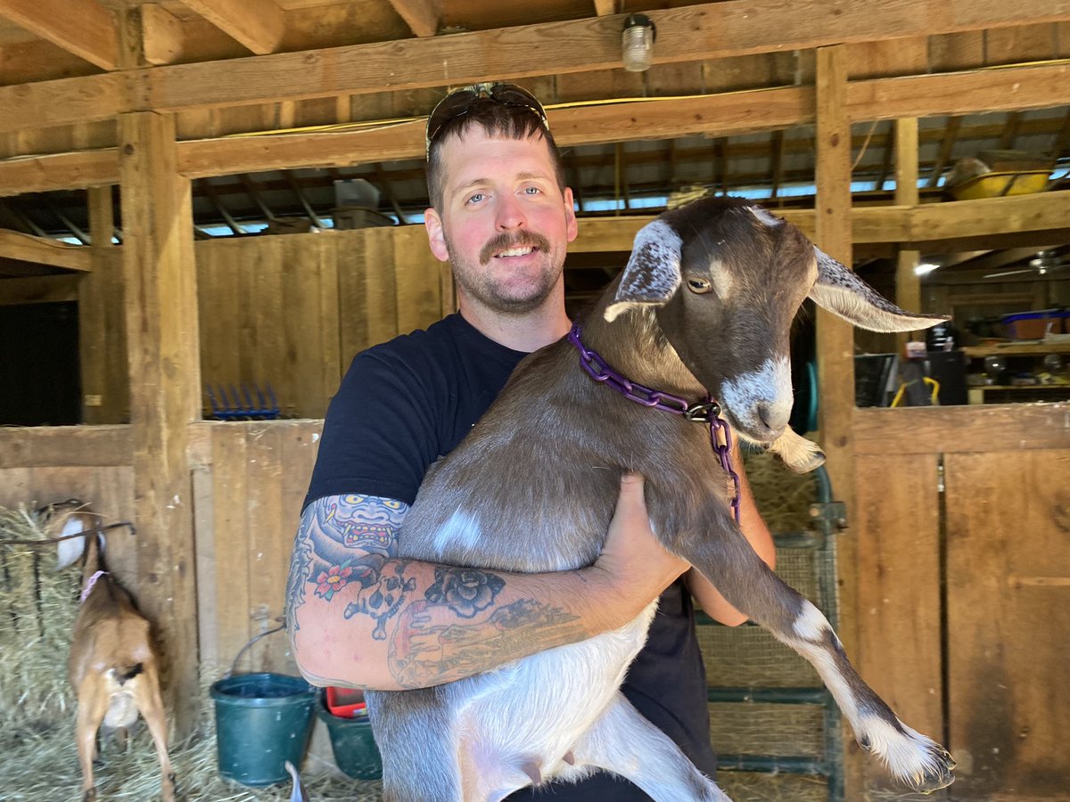 filthygoatsoap's tweet photo. Wanted to show how big Morgan and Diana have gotten!  They’re trained to get their morning grain on the milk stand and they’re happy and healthy goats I think will be great mothers some day.  #mininubians https://t.co/e9OKyT3fIK