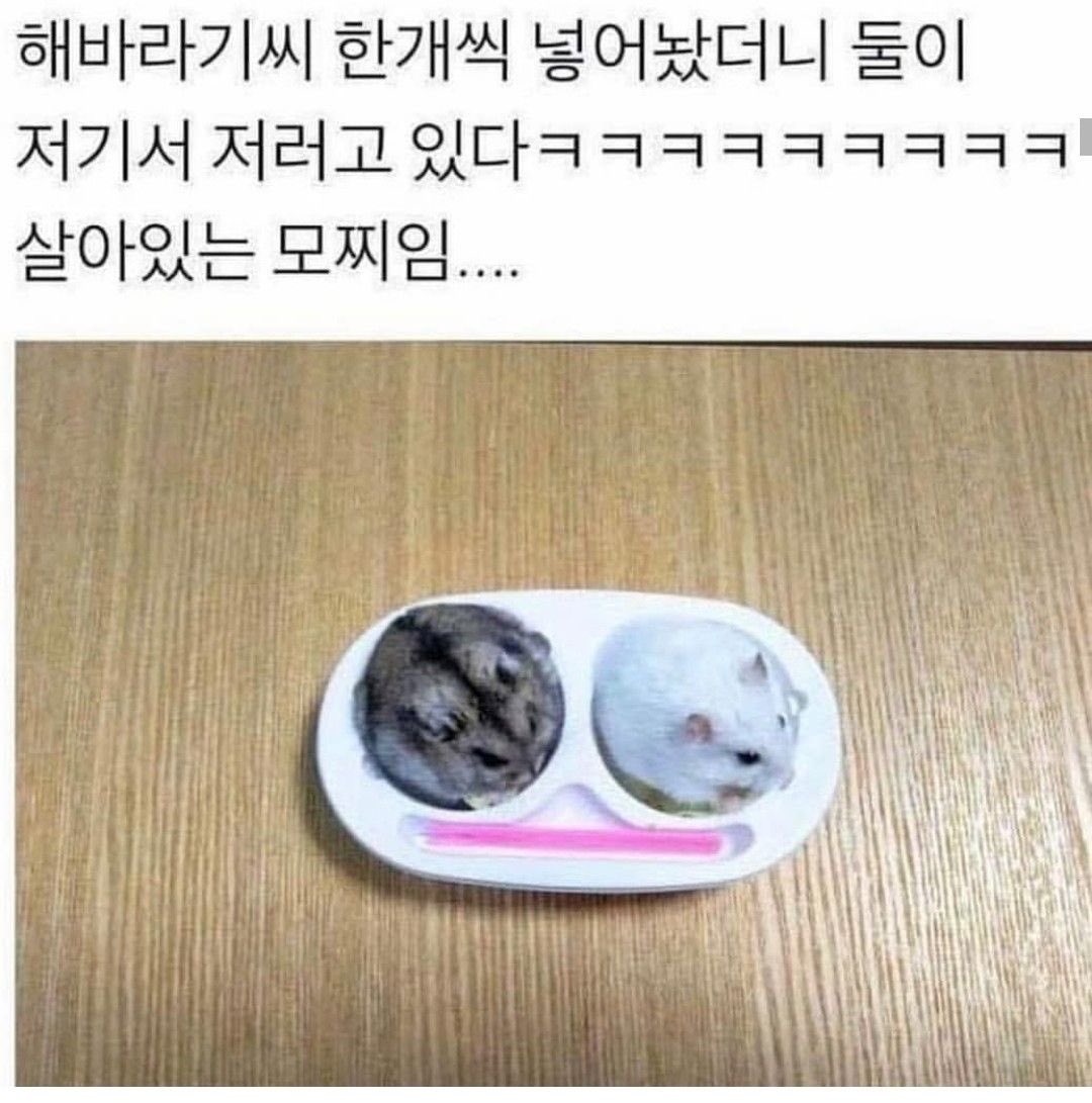 챱 (@lovx11_very) on Twitter photo 