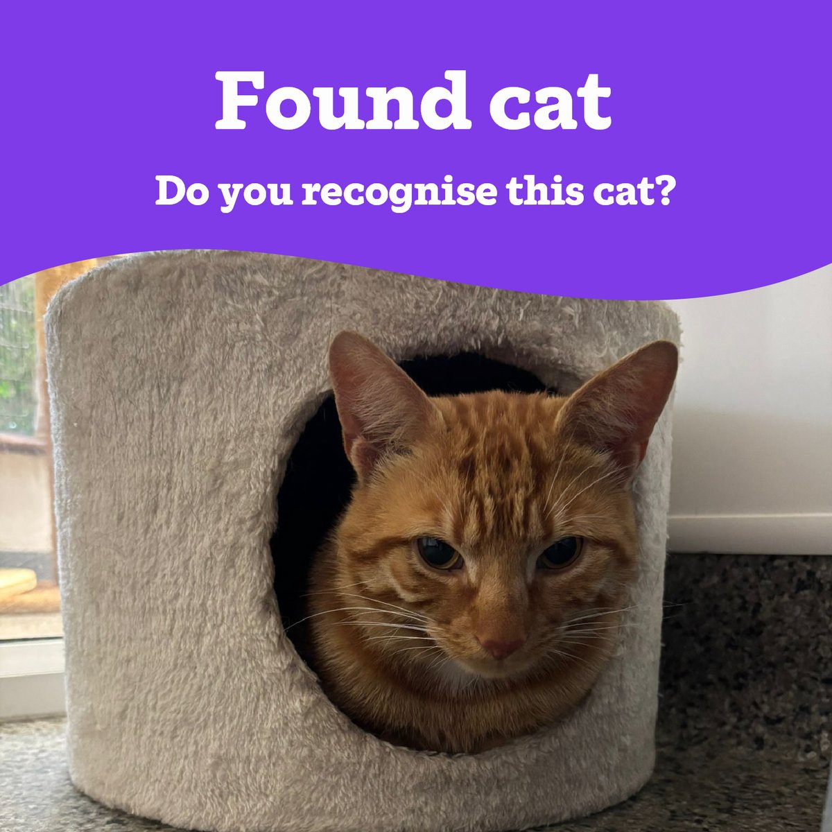 Warrington Cat Centre (@catswarrington) on Twitter photo 📣Stray Cat 📣
We're appealing for information regarding this male cat that was found in the L34 area of Liverpool🐱
Unfortunately, no microchip was found.
If you believe this is your cat, please do get in contact 📧
03000 12 06 12 or enquiries@warrington.cats.org.uk
Thank you 📣Stray Cat 📣
We're appealing for information regarding this male cat that was found in the L34 area of Liverpool🐱
Unfortunately, no microchip was found.
If you believe this is your cat, please do get in contact 📧
03000 12 06 12 or enquiries@warrington.cats.org.uk
Thank you