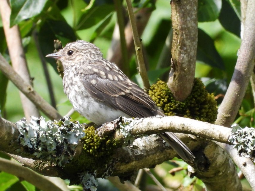 alan revel (@alanrevel) on Twitter photo Growing up!
The juvenile spotted flycatcher in our Pembrokeshire garden this morning.
It is still being fed by it's parents.
#nature #wildlife #flycatcher #wales #pembrokeshire #birdphtography <a href="/Natures_Voice/">RSPB</a> <a href="/ThePhotoHour/">#ThePhotoHour</a> <a href="/spotyflycatcher/">Spotty Fly UK</a> <a href="/WTSWW/">WildlifeTrustSWWales 🦡🐬</a> Growing up!
The juvenile spotted flycatcher in our Pembrokeshire garden this morning.
It is still being fed by it's parents.
#nature #wildlife #flycatcher #wales #pembrokeshire #birdphtography <a href="/Natures_Voice/">RSPB</a> <a href="/ThePhotoHour/">#ThePhotoHour</a> <a href="/spotyflycatcher/">Spotty Fly UK</a> <a href="/WTSWW/">WildlifeTrustSWWales 🦡🐬</a>