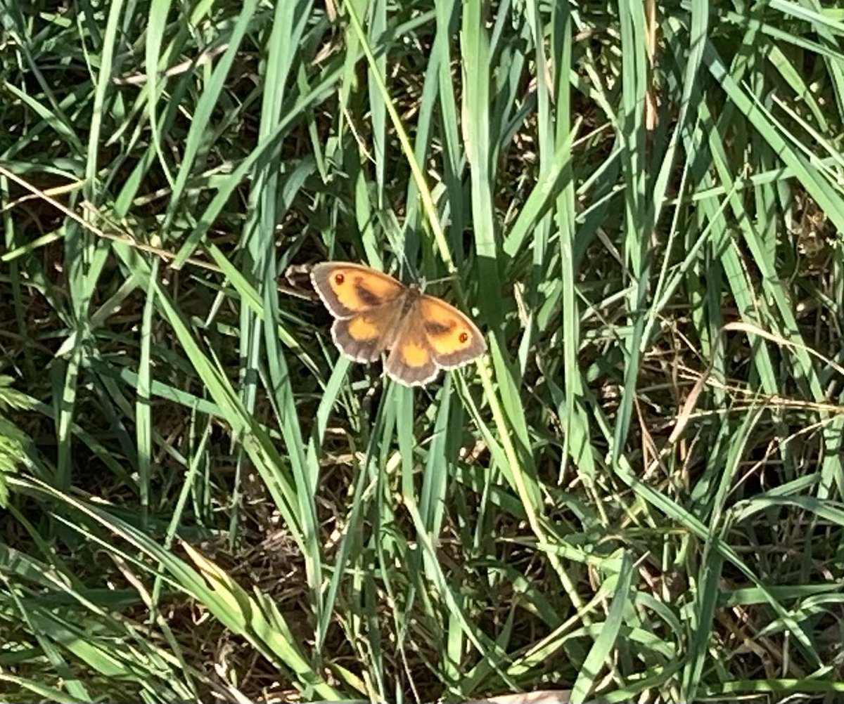 KateAgValuer's tweet image. Lunchtime butterfly tally: many Meadow Browns, lots of Ringlets & Gatekeepers, quite a few Large Whites and a single Red Admiral.