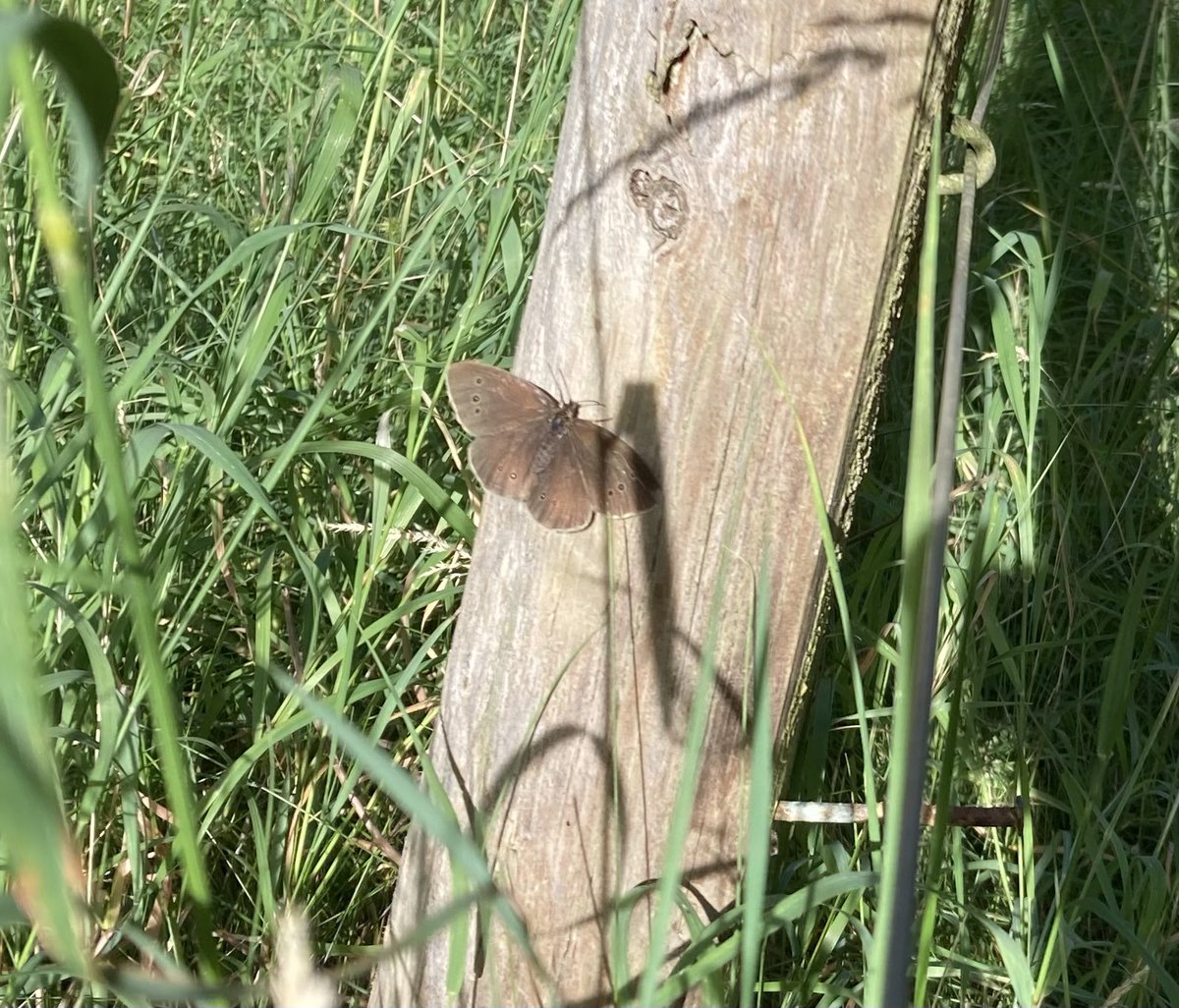 KateAgValuer's tweet image. Lunchtime butterfly tally: many Meadow Browns, lots of Ringlets & Gatekeepers, quite a few Large Whites and a single Red Admiral.