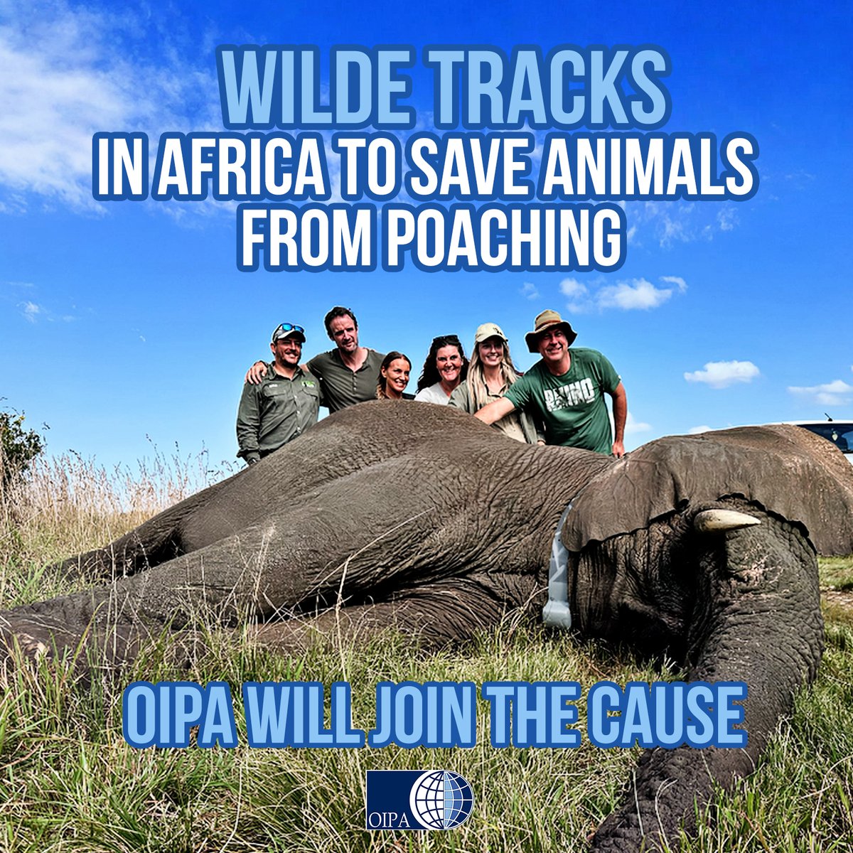 🐘Not just a safari. Wilde Tracks is an organization that offers immersive experiences in Africa to combat poaching.

From 2026, OIPA International will join the project. Stay tuned!

#sustainabletravel #wildetracks #Africa