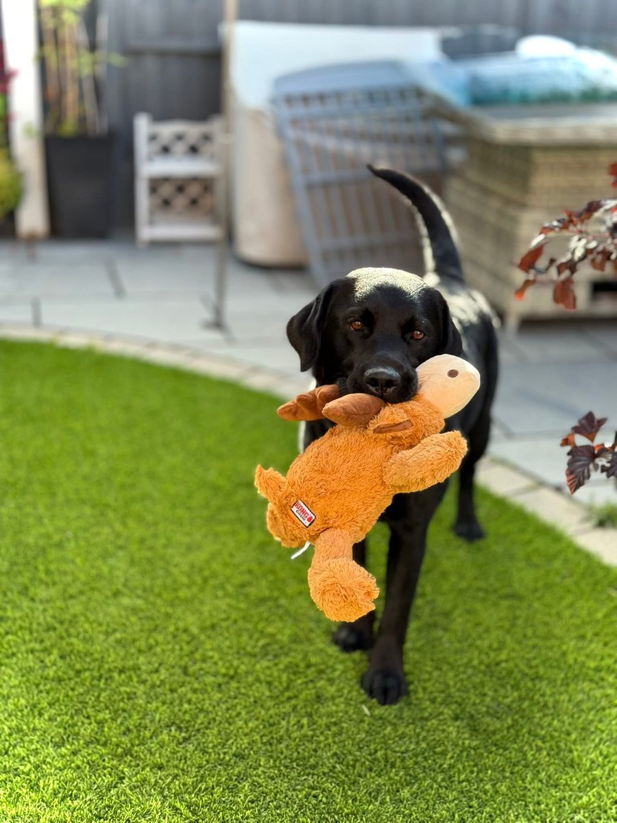 MedDetectDogs's tweet image. Sherlock played fast and moose with his new toy that his puppy socialisers brought back from their holiday to Canada for him.
This boy loves his toys and is often rewarded with them after a successful day of training to become a Medical Alert Assistance Dog.…