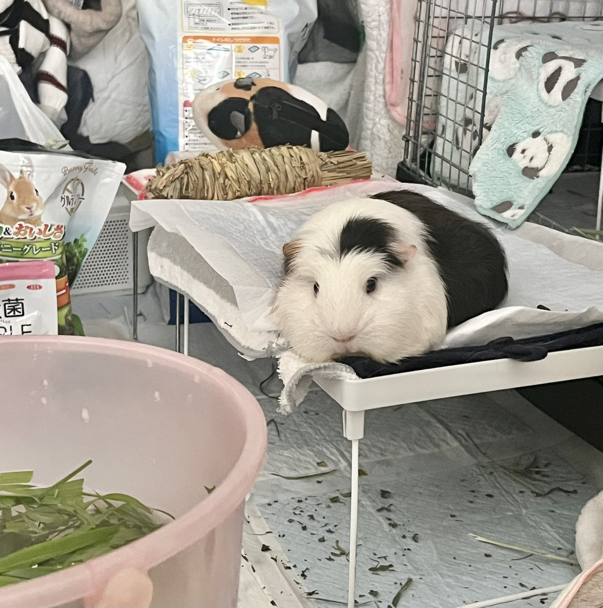 pitan201908's tweet image. 飛び込む気かい？
(部屋汚すぎん？)